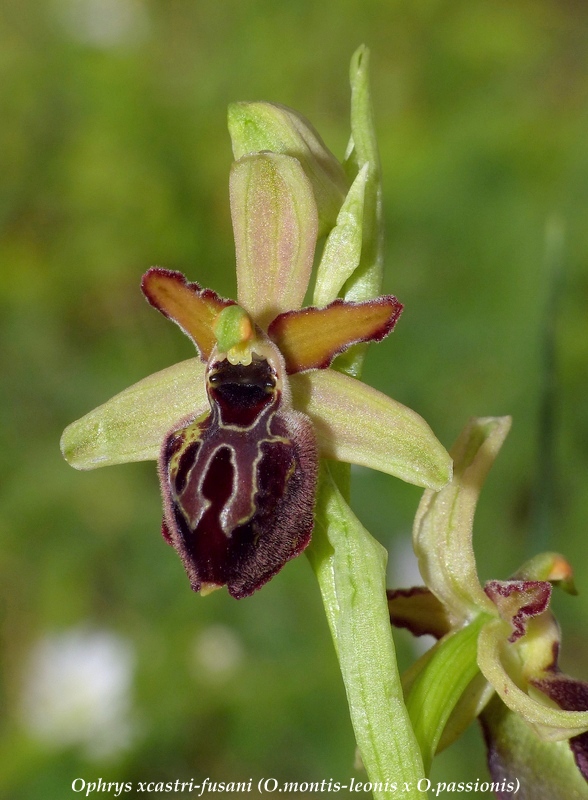 Ophrys montis-leonis sulla costa tirrenica laziale e sugli Aurunci  marzo 2024